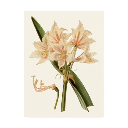 Curtis 'Antique Amaryllis II' Canvas Art,35x47